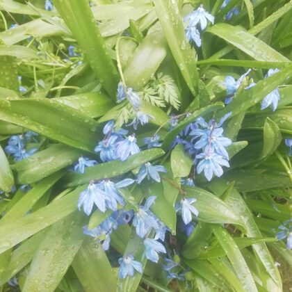 Guntars Trofimovs 11.a