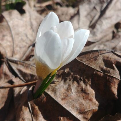 Ņikita Šaļtis 11.a