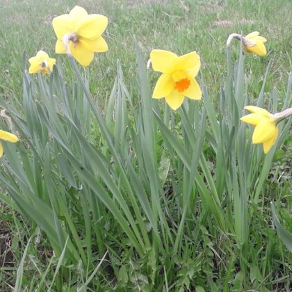 Daniela Bogdāne 3.a