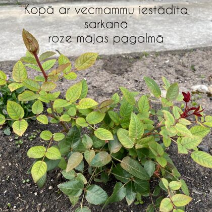 Kristīne Sudraba 11.a