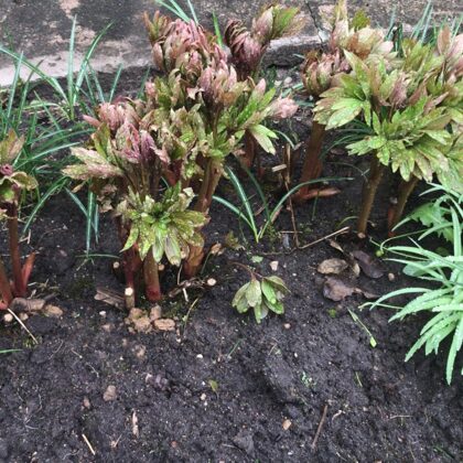 Raimonds Belkovskis 11.a