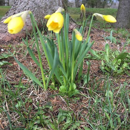 Aleksis Bondarevskis 7.a