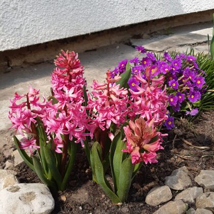 Deivids Šaļtis  7.a