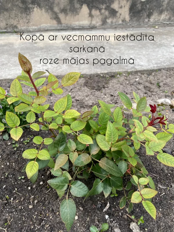 Kristīne Sudraba 11.a