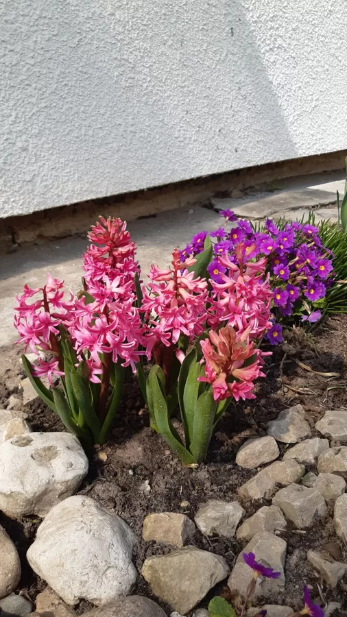 Deivids Šaļtis  7.a