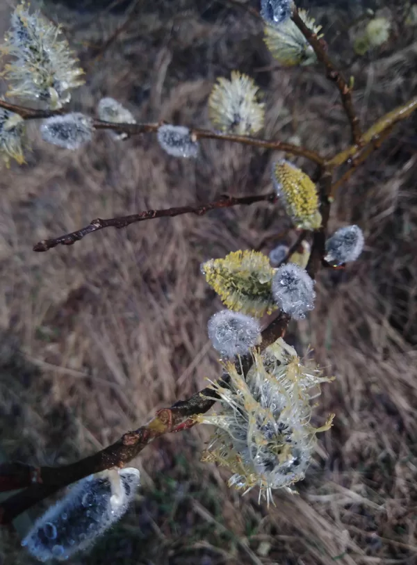 8.a