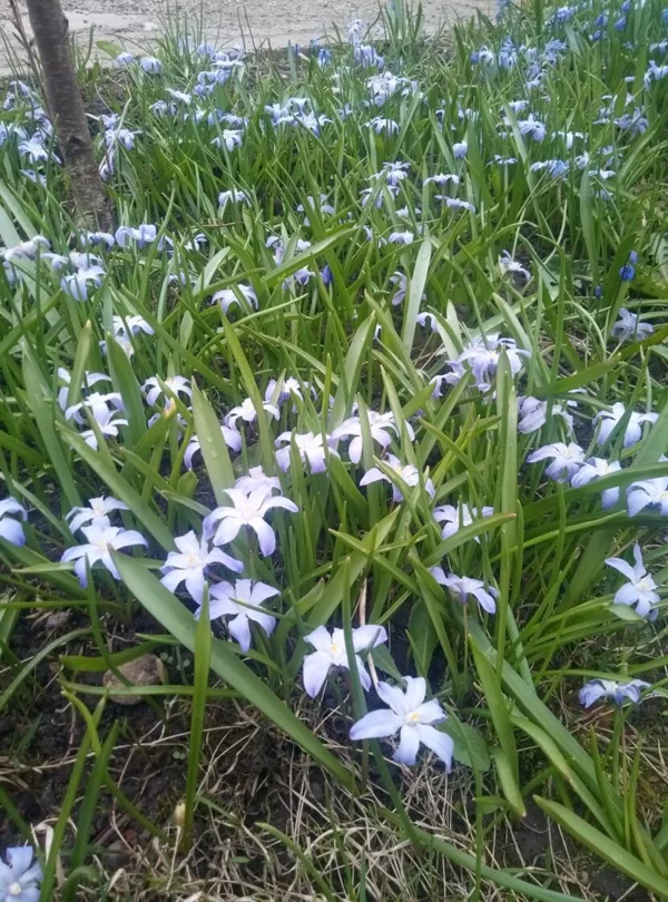 Ginta Andžāne 2.a